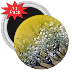 Dandelion 2015 0713 3  Magnets (10 Pack) 