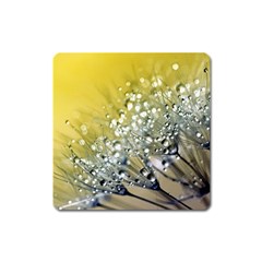 Dandelion 2015 0713 Square Magnet