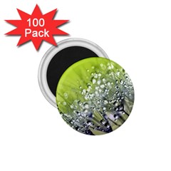 Dandelion 2015 0714 1 75  Magnets (100 Pack) 