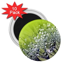 Dandelion 2015 0714 2 25  Magnets (10 Pack) 