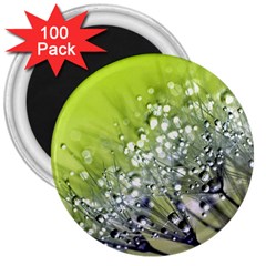 Dandelion 2015 0714 3  Magnets (100 Pack)