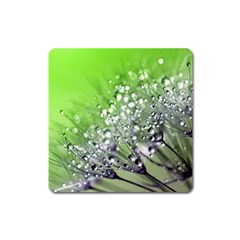 Dandelion 2015 0715 Square Magnet