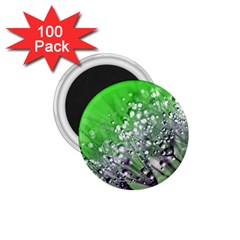 Dandelion 2015 0716 1 75  Magnets (100 Pack) 