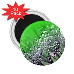 Dandelion 2015 0716 2 25  Magnets (10 Pack) 