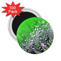 Dandelion 2015 0716 2 25  Magnets (100 Pack)  by JAMFoto