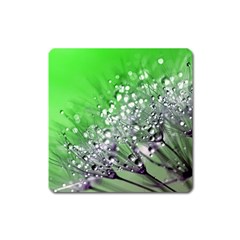 Dandelion 2015 0716 Square Magnet