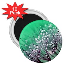 Dandelion 2015 0718 2 25  Magnets (10 Pack) 