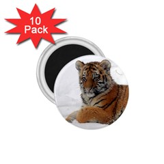 Tiger 2015 0101 1 75  Magnets (10 Pack) 