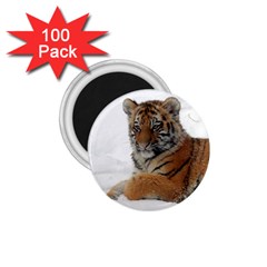 Tiger 2015 0101 1 75  Magnets (100 Pack) 