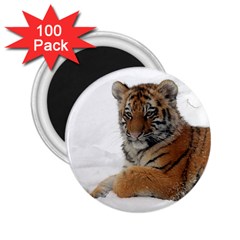 Tiger 2015 0101 2 25  Magnets (100 Pack) 