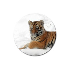 Tiger 2015 0101 Magnet 3  (round) by JAMFoto