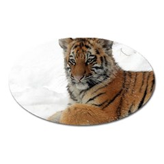 Tiger 2015 0101 Oval Magnet