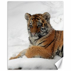 Tiger 2015 0101 Canvas 11  X 14   by JAMFoto