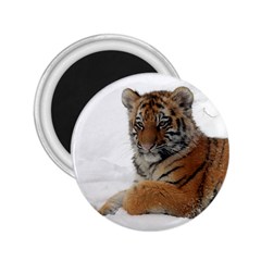 Tiger 2015 0101 2 25  Magnets