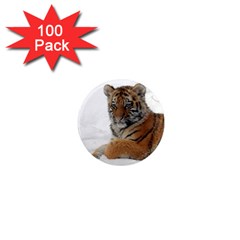 Tiger 2015 0101 1  Mini Magnets (100 Pack) 