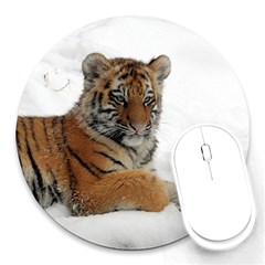 Tiger 2015 0102 Round Mousepads by JAMFoto