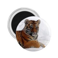 Tiger 2015 0102 2 25  Magnets