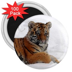 Tiger 2015 0102 3  Magnets (100 Pack)