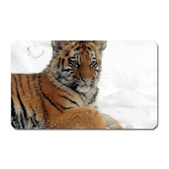 Tiger 2015 0102 Magnet (rectangular) by JAMFoto