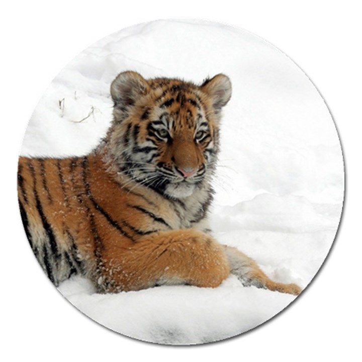 Tiger 2015 0102 Magnet 5  (Round)