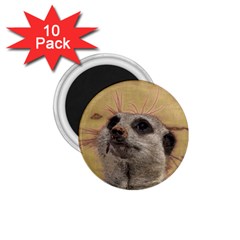 Meerkat 2 1 75  Magnets (10 Pack) 