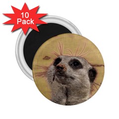 Meerkat 2 2 25  Magnets (10 Pack)  by ImpressiveMoments