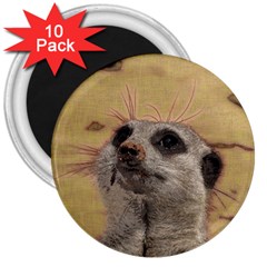 Meerkat 2 3  Magnets (10 Pack)  by ImpressiveMoments