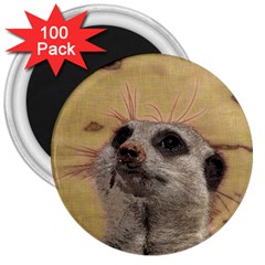 Meerkat 2 3  Magnets (100 Pack) by ImpressiveMoments