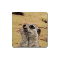 Meerkat 2 Square Magnet