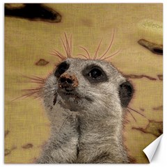 Meerkat 2 Canvas 16  X 16  