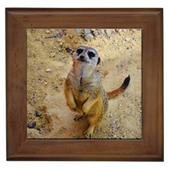 Lovely Meerkat 515p Framed Tiles