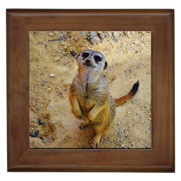 Lovely Meerkat 515p Framed Tiles