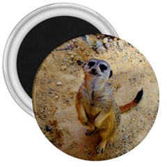 Lovely Meerkat 515p 3  Magnets