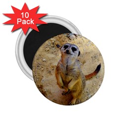 Lovely Meerkat 515p 2 25  Magnets (10 Pack)  by ImpressiveMoments