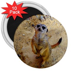 Lovely Meerkat 515p 3  Magnets (10 Pack)  by ImpressiveMoments