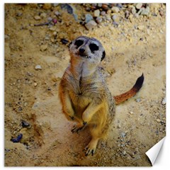 Lovely Meerkat 515p Canvas 16  X 16  