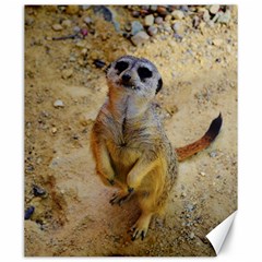 Lovely Meerkat 515p Canvas 20  X 24  