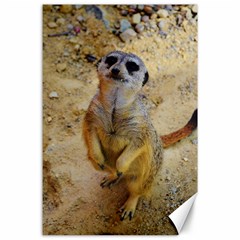 Lovely Meerkat 515p Canvas 24  X 36 