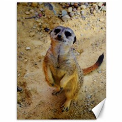 Lovely Meerkat 515p Canvas 36  X 48  