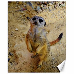 Lovely Meerkat 515p Canvas 11  X 14  