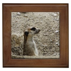 Adorable Meerkat Framed Tiles