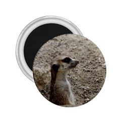 Adorable Meerkat 2 25  Magnets