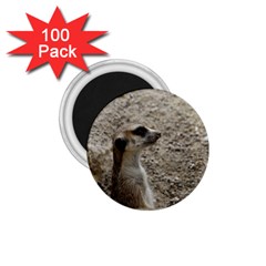 Adorable Meerkat 1 75  Magnets (100 Pack)  by ImpressiveMoments