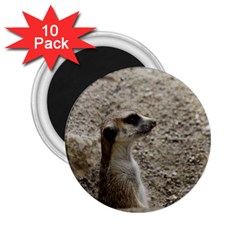 Adorable Meerkat 2 25  Magnets (10 Pack)  by ImpressiveMoments