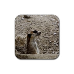 Adorable Meerkat Rubber Coaster (square) 