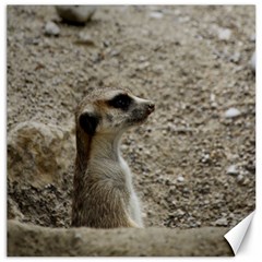 Adorable Meerkat Canvas 16  X 16  