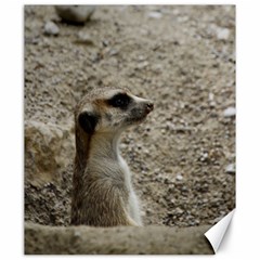 Adorable Meerkat Canvas 20  X 24  