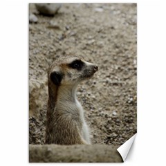 Adorable Meerkat Canvas 20  X 30  