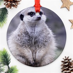 Adorable Meerkat 03 Ornament (round)  by ImpressiveMoments