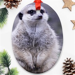 Adorable Meerkat 03 Ornament (oval)  by ImpressiveMoments